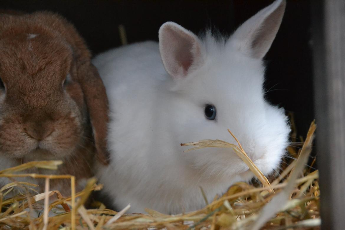 Kanin Björk *Den lille hvide* - Smukke kaniner. billede 7