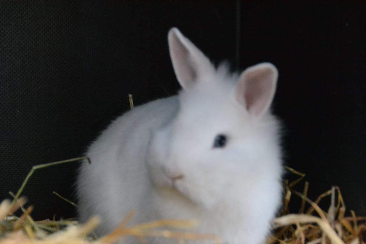 Kanin Björk *Den lille hvide* billede 2