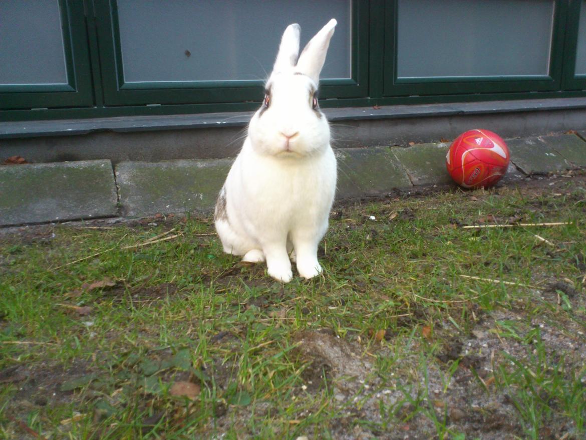 Kanin Sneboldt billede 6