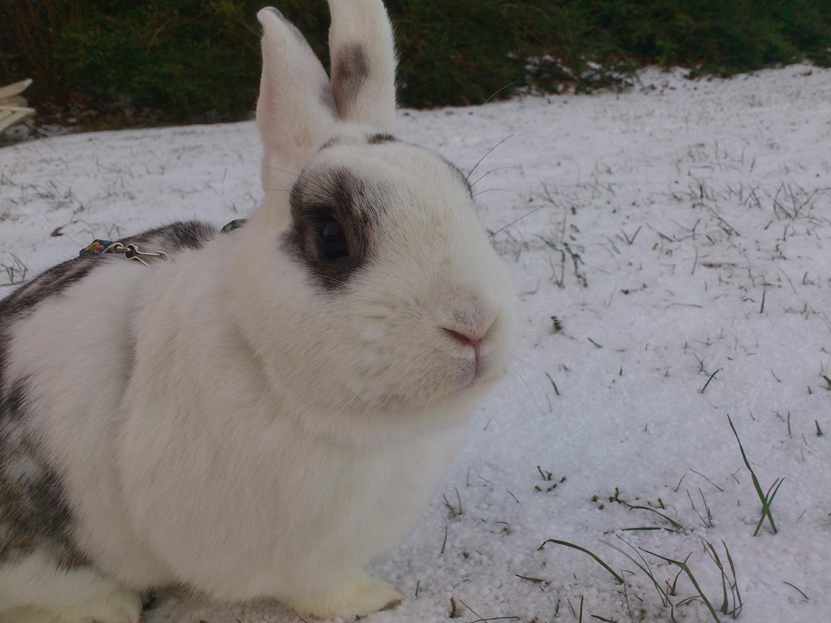 Kanin Sneboldt billede 14
