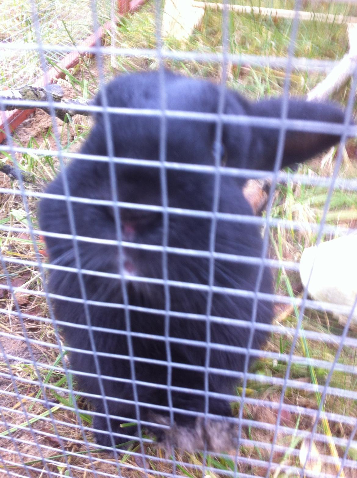 Kanin dværgvædder Black mamba billede 7