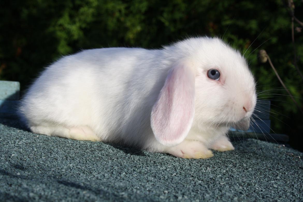 Kanin Aurora *Aura* billede 8