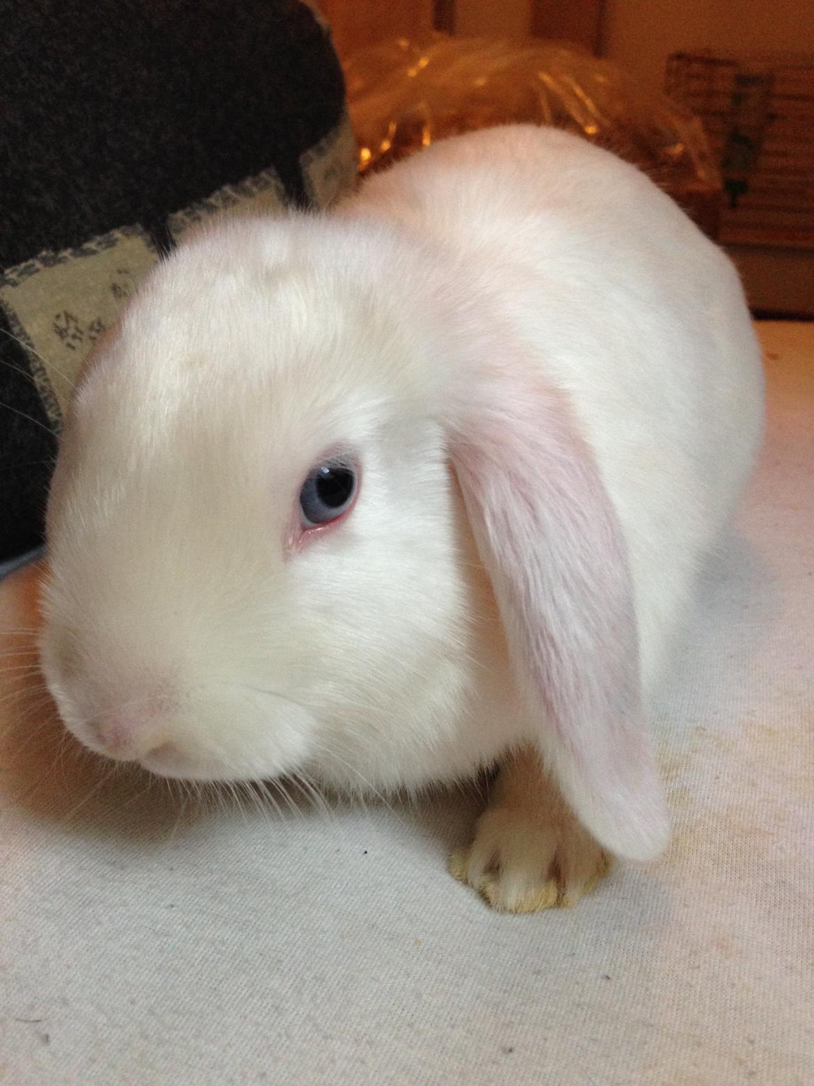 Kanin Aurora *Aura* billede 9