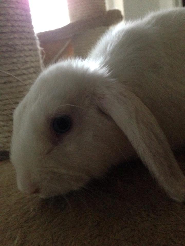 Kanin Aurora *Aura* billede 10