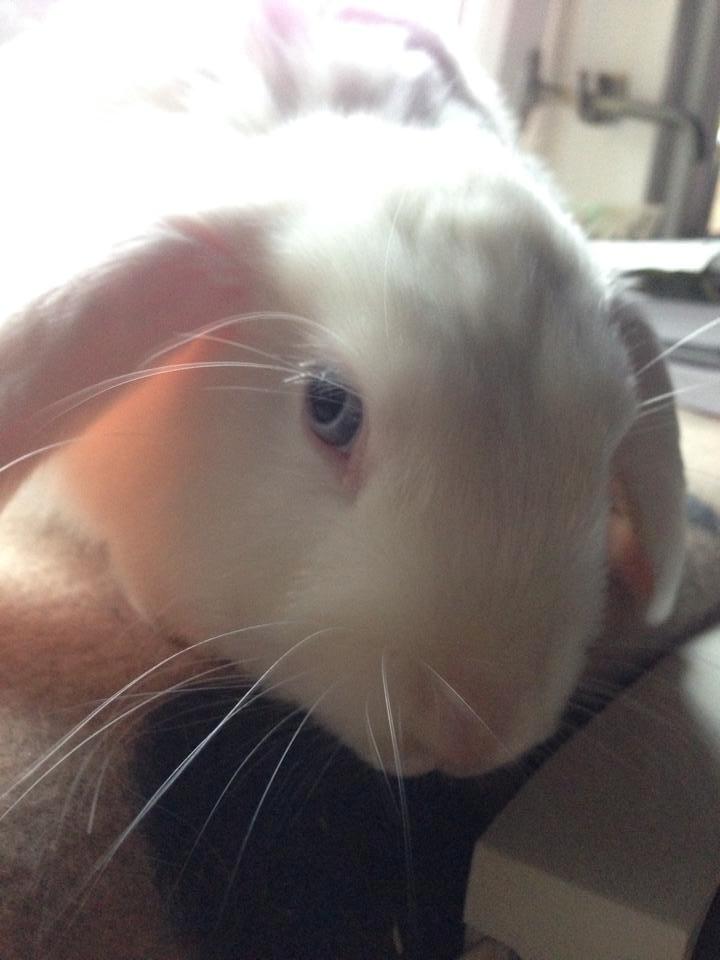 Kanin Aurora *Aura* billede 11