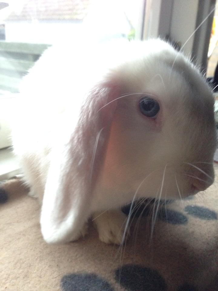 Kanin Aurora *Aura* billede 12