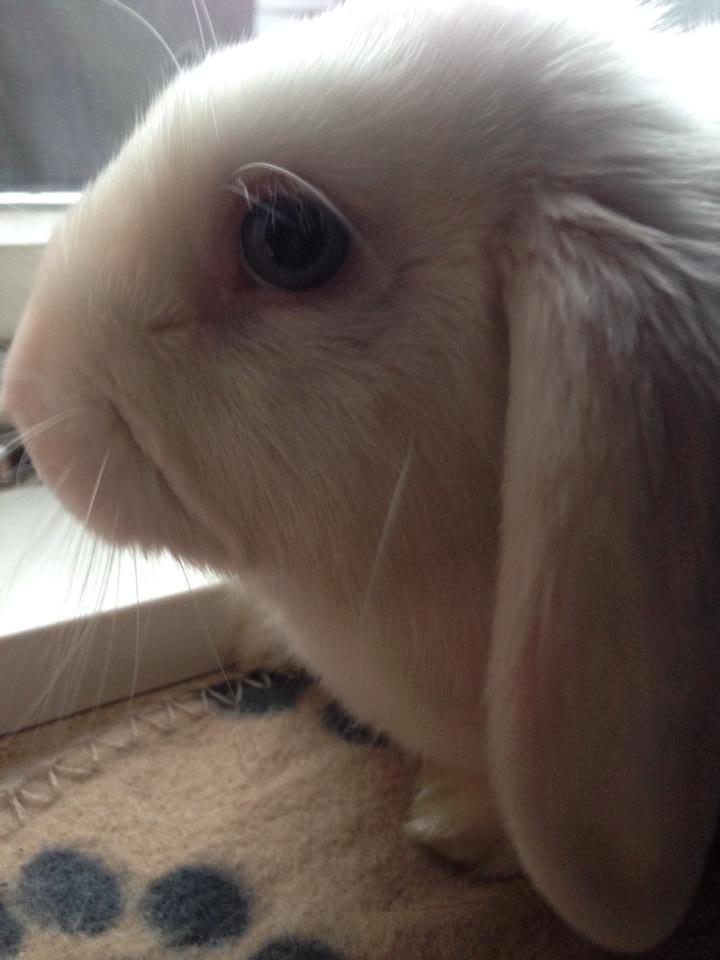 Kanin Aurora *Aura* billede 13