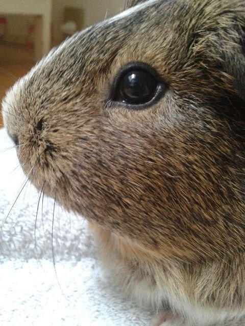 Marsvin Sasha - Rigtig godt billed - Man skulle ikke tro, at det var taget med en Samsung S3 Mini. billede 2