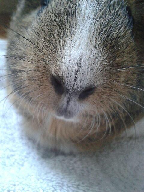 Marsvin Sasha billede 3