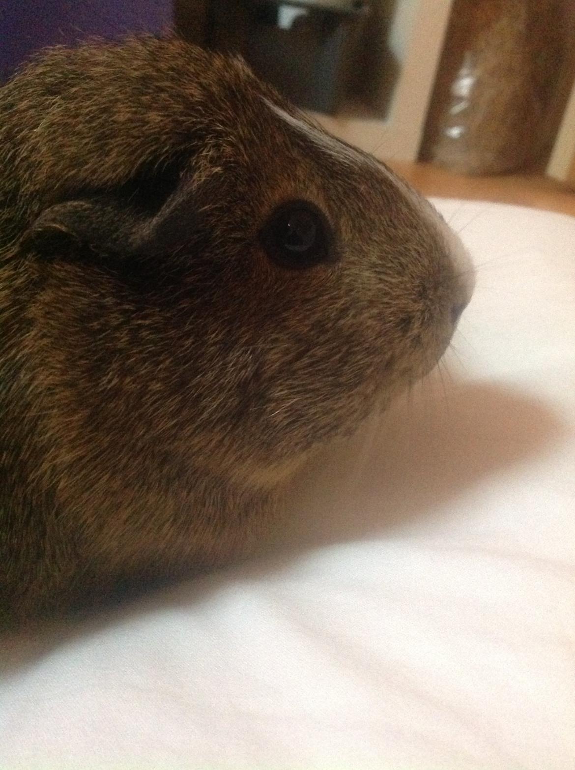 Marsvin Sasha billede 4