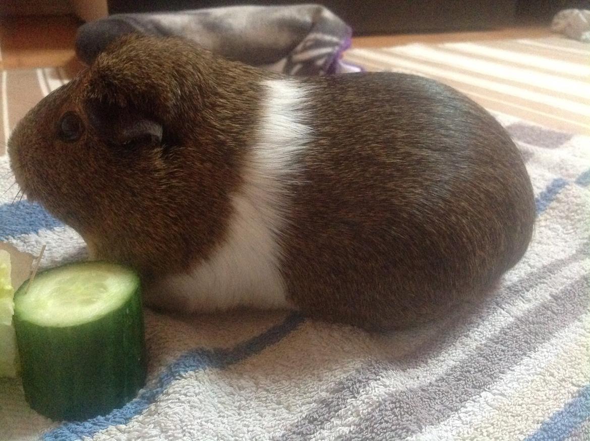 Marsvin Sasha billede 5