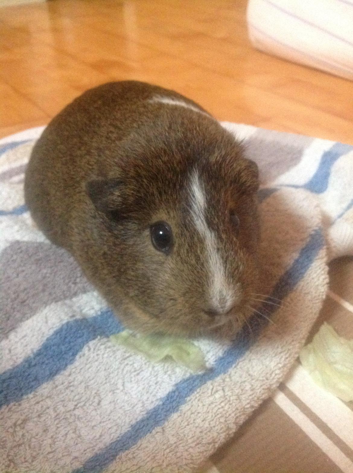 Marsvin Sasha billede 6