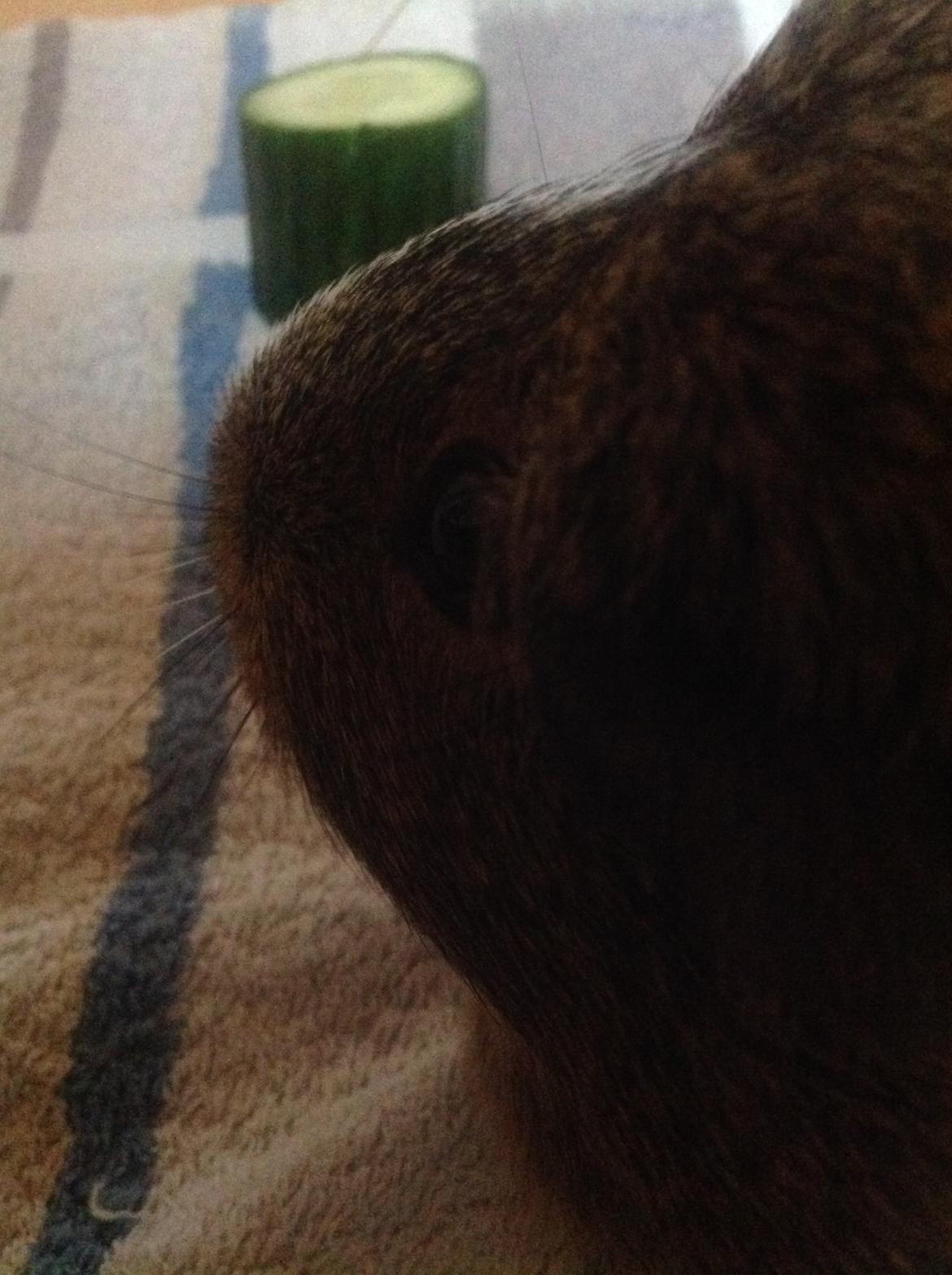 Marsvin Sasha billede 7