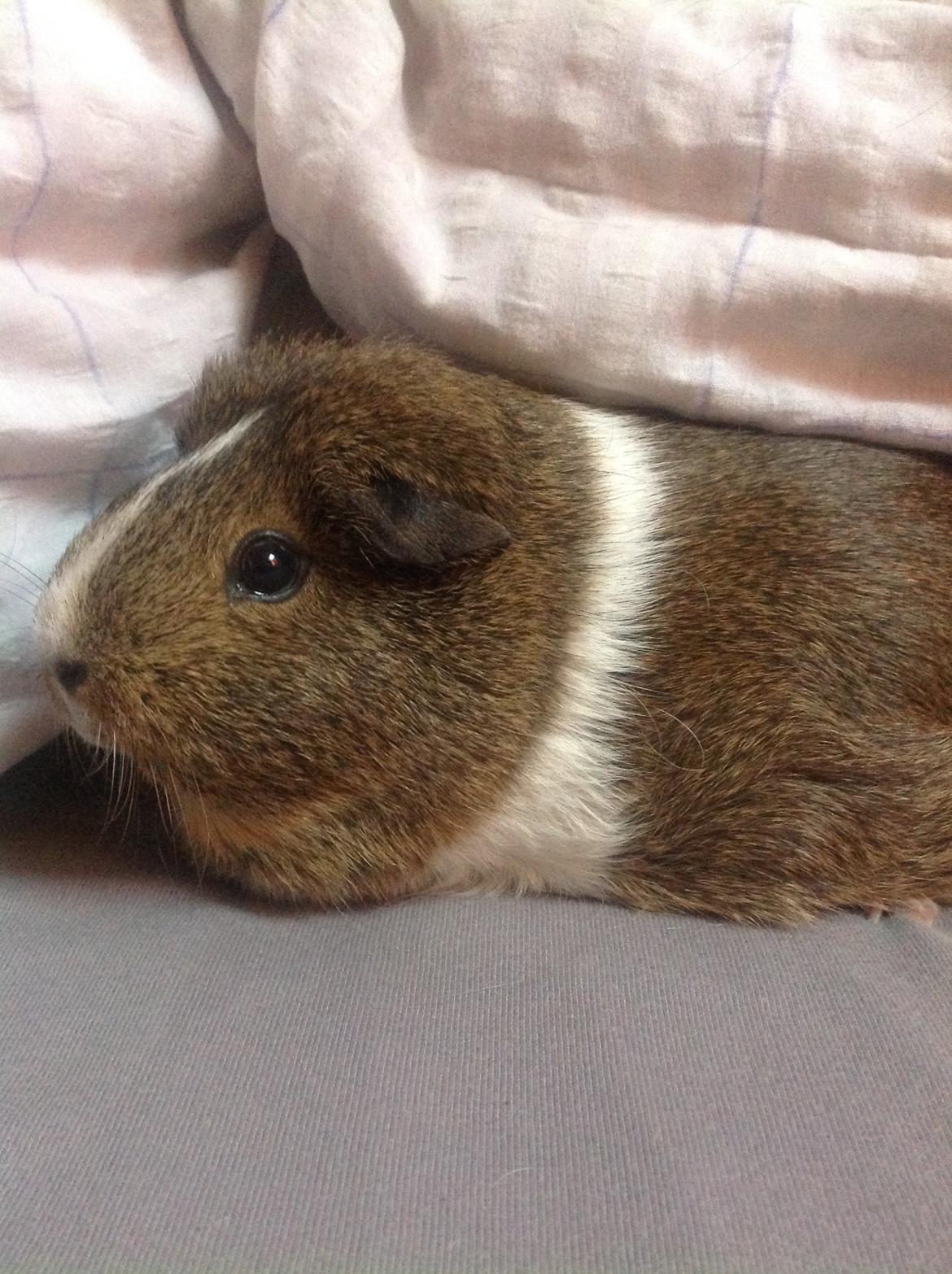 Marsvin Sasha billede 8