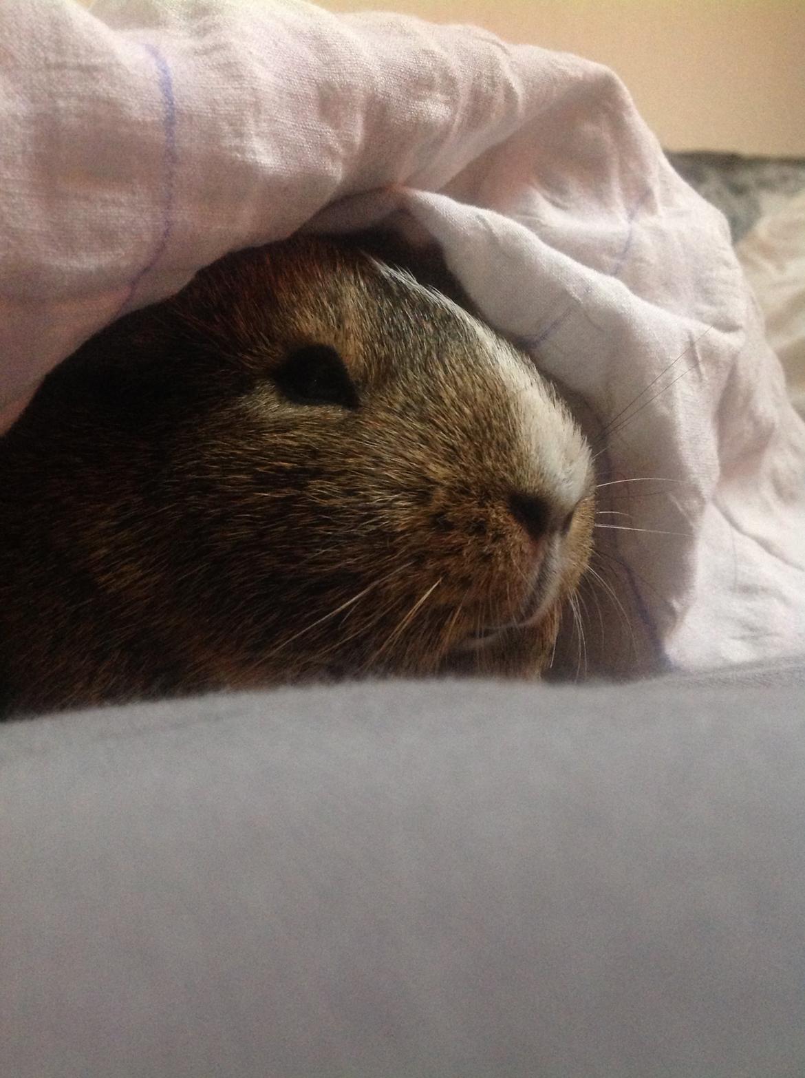 Marsvin Sasha - Min lille prinsesse.. billede 1