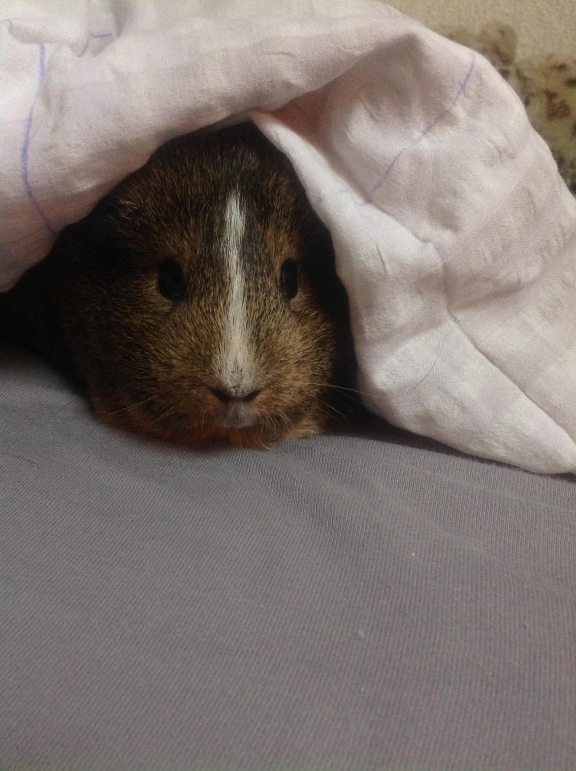 Marsvin Sasha - Når dynen er varm, har man det godt.  billede 9