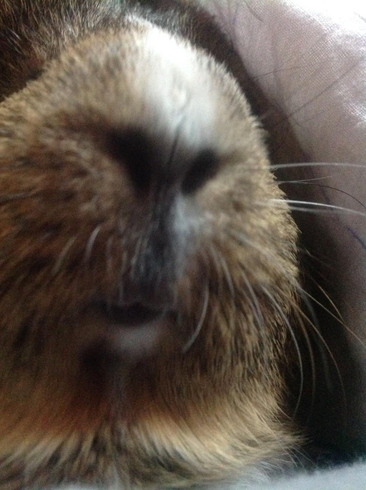 Marsvin Sasha - Charmerende ..  billede 10