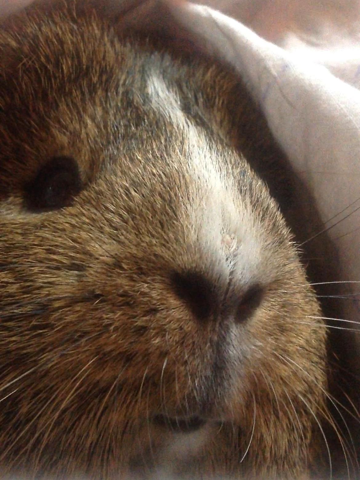 Marsvin Sasha - Hjerne som en peanut, men et hjerte større end en hund. billede 11