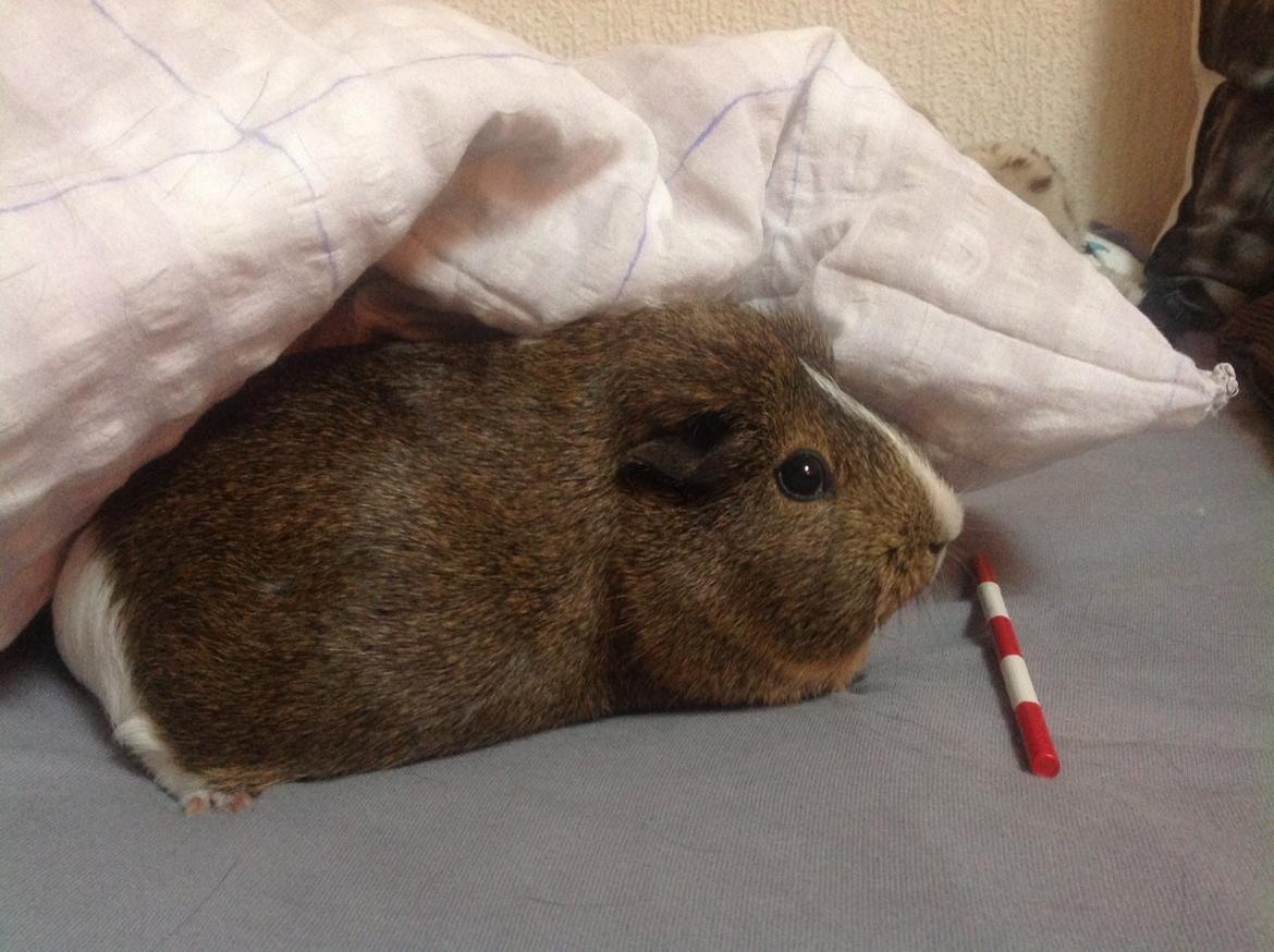 Marsvin Sasha - Springer? Det bliver hun nu aldrig. billede 12