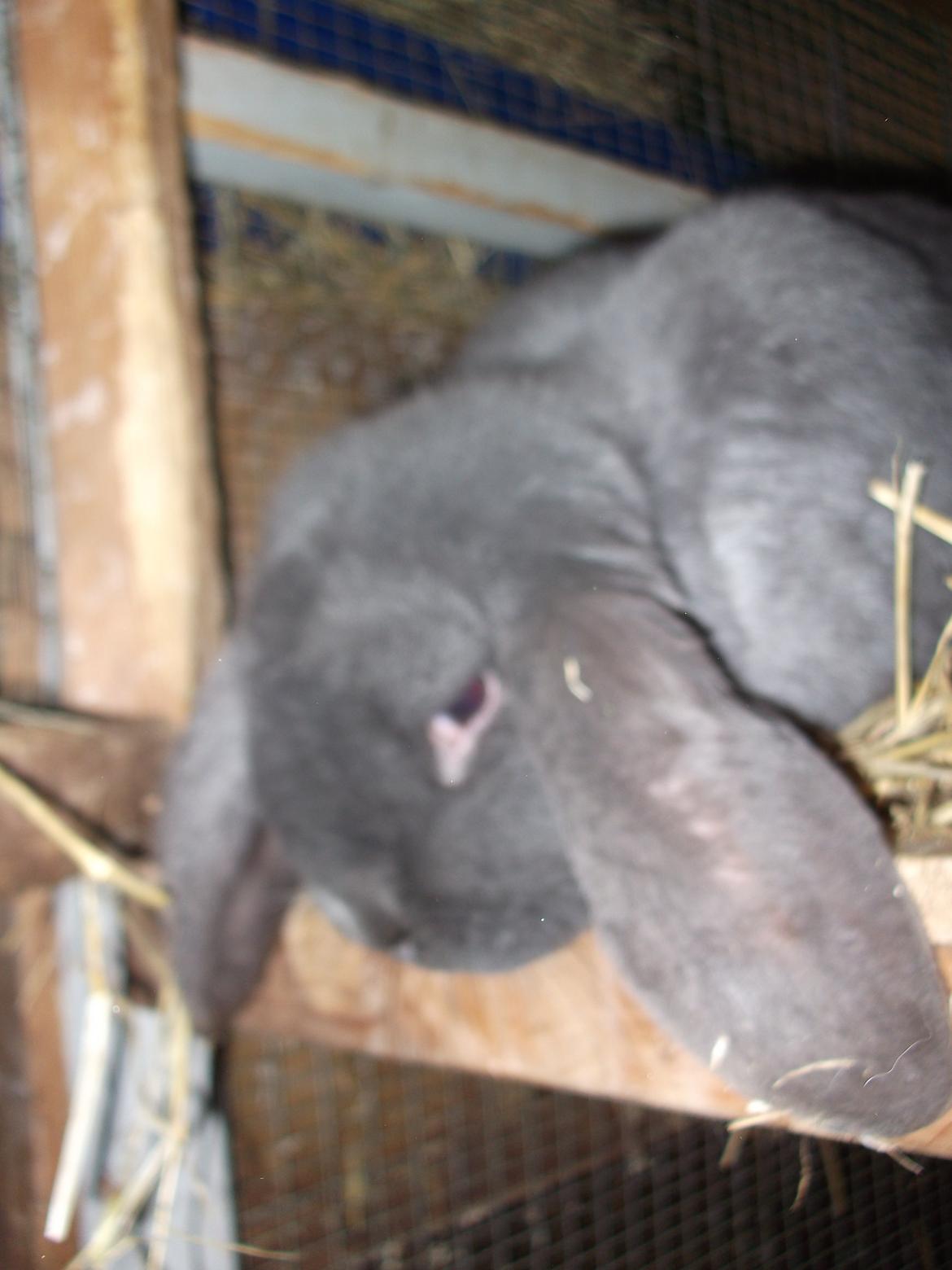 Kanin Claude *Fransk vædder) billede 2