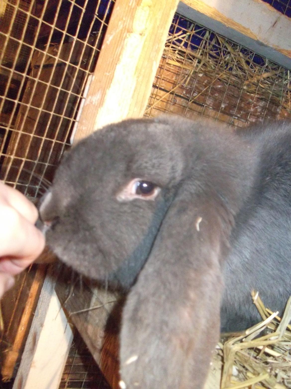 Kanin Claude *Fransk vædder) billede 3