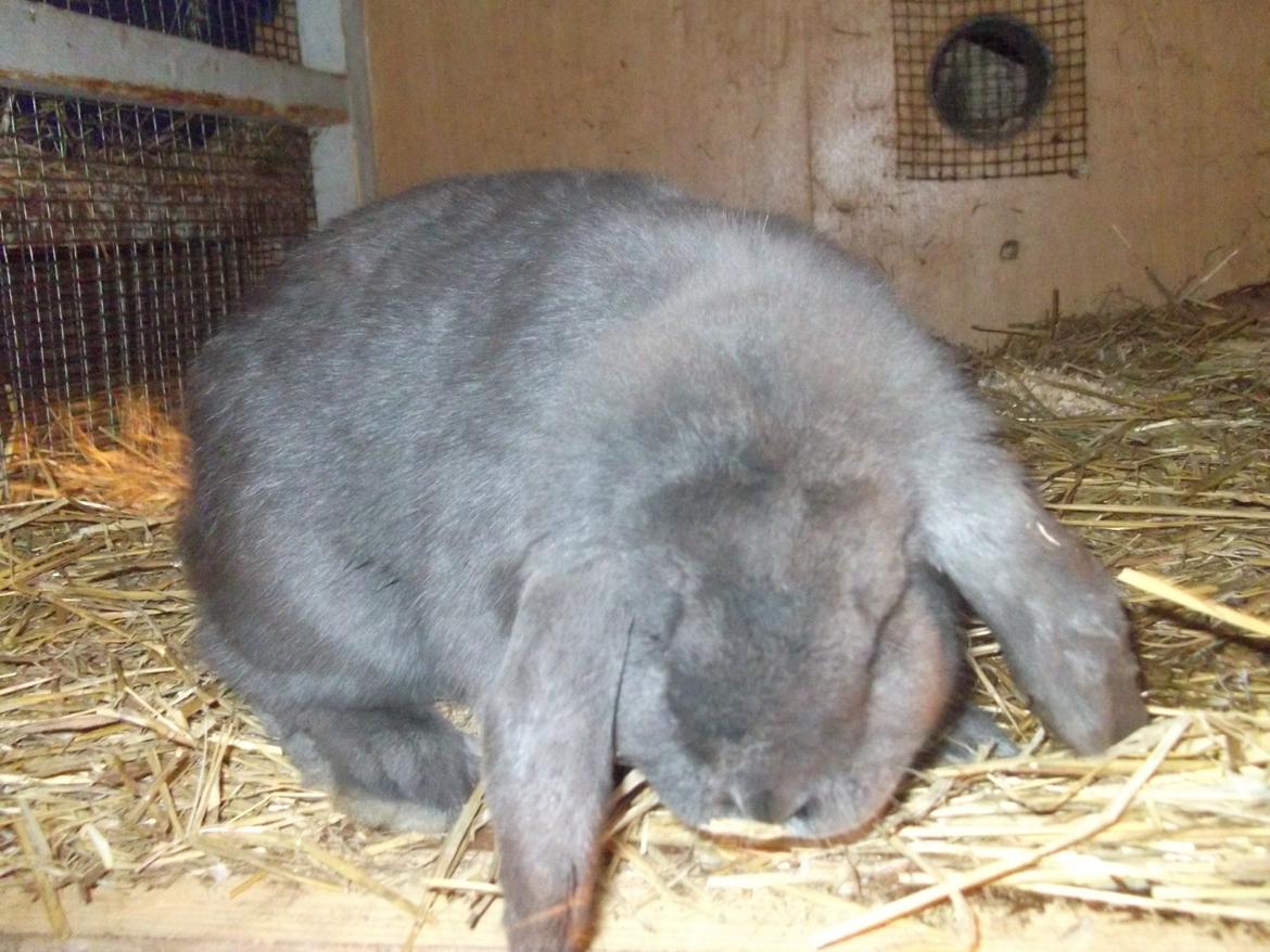 Kanin Claude *Fransk vædder) billede 4