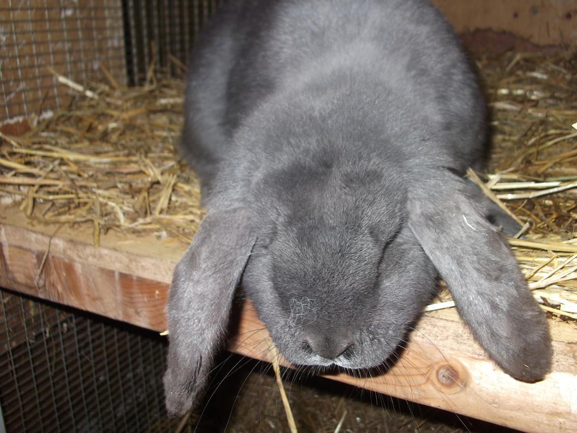 Kanin Claude *Fransk vædder) billede 5