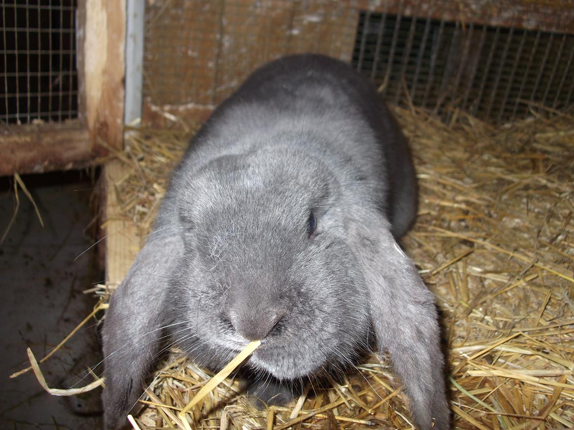 Kanin Claude *Fransk vædder) billede 6