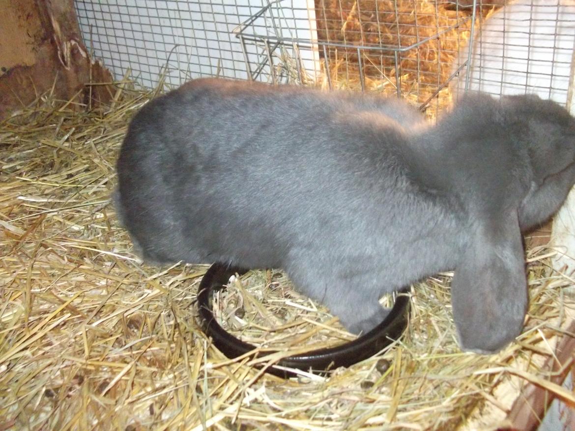 Kanin Claude *Fransk vædder) - hvis du ikke gider fodre mig nu så stiller jeg mig bare i min grøntskål billede 7