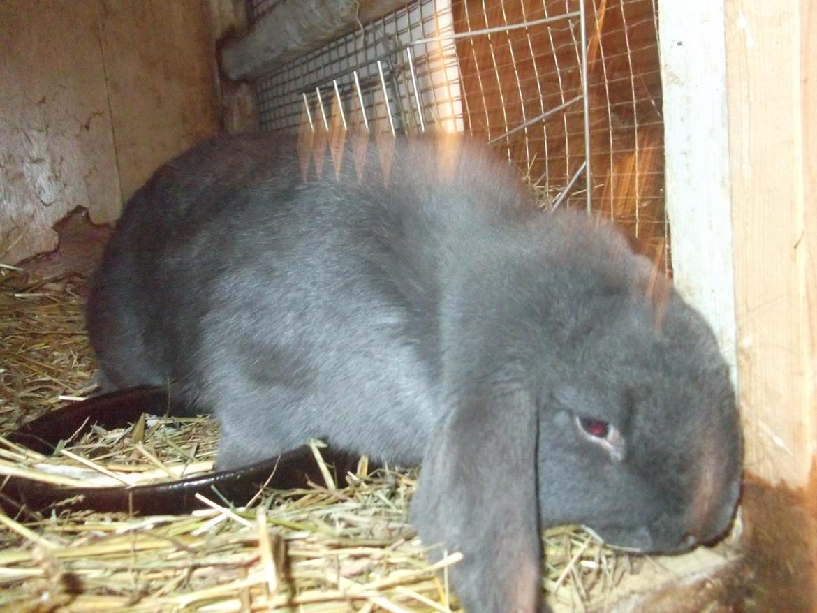 Kanin Claude *Fransk vædder) billede 8