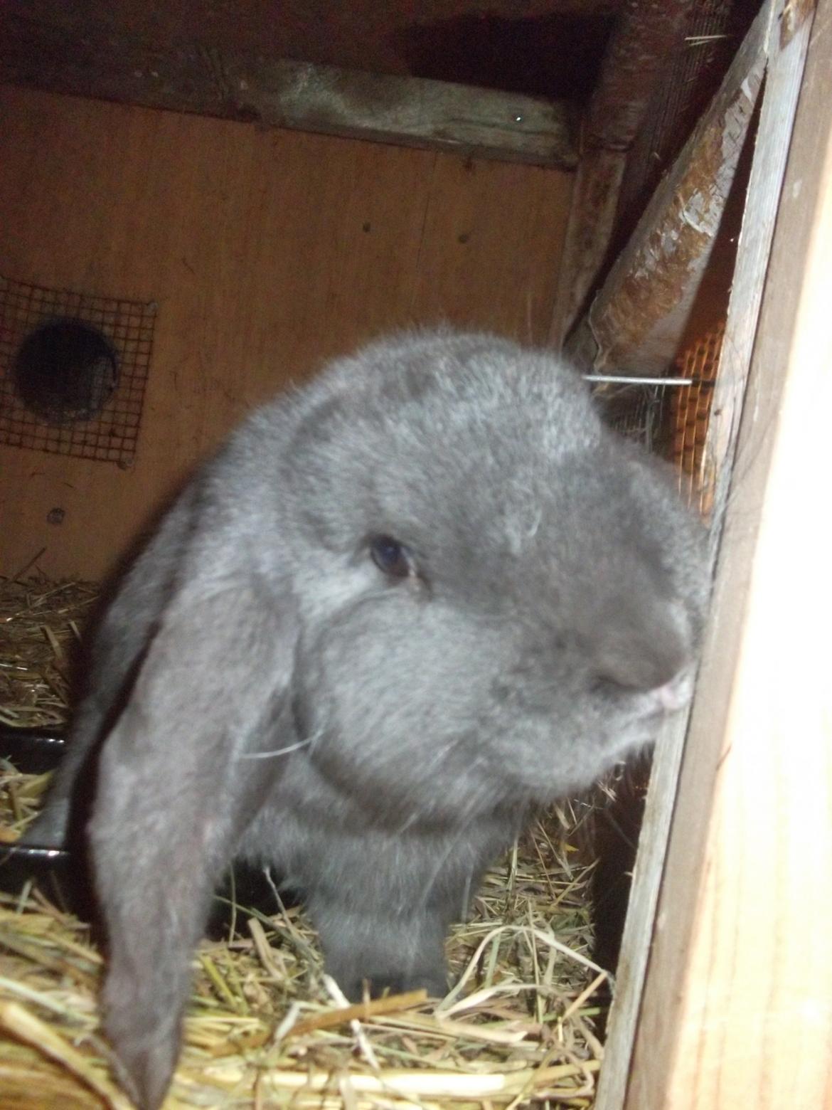 Kanin Claude *Fransk vædder) - velkommen til min profil billede 1