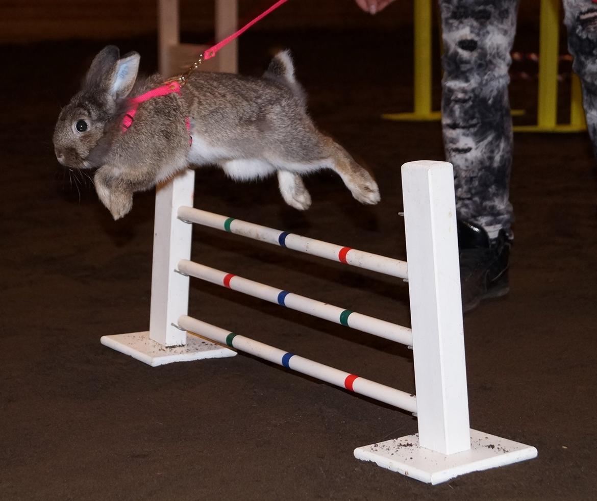 Kanin Picnic's Zombie billede 3