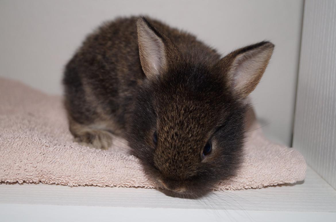 Kanin Picnic's Zombie billede 10