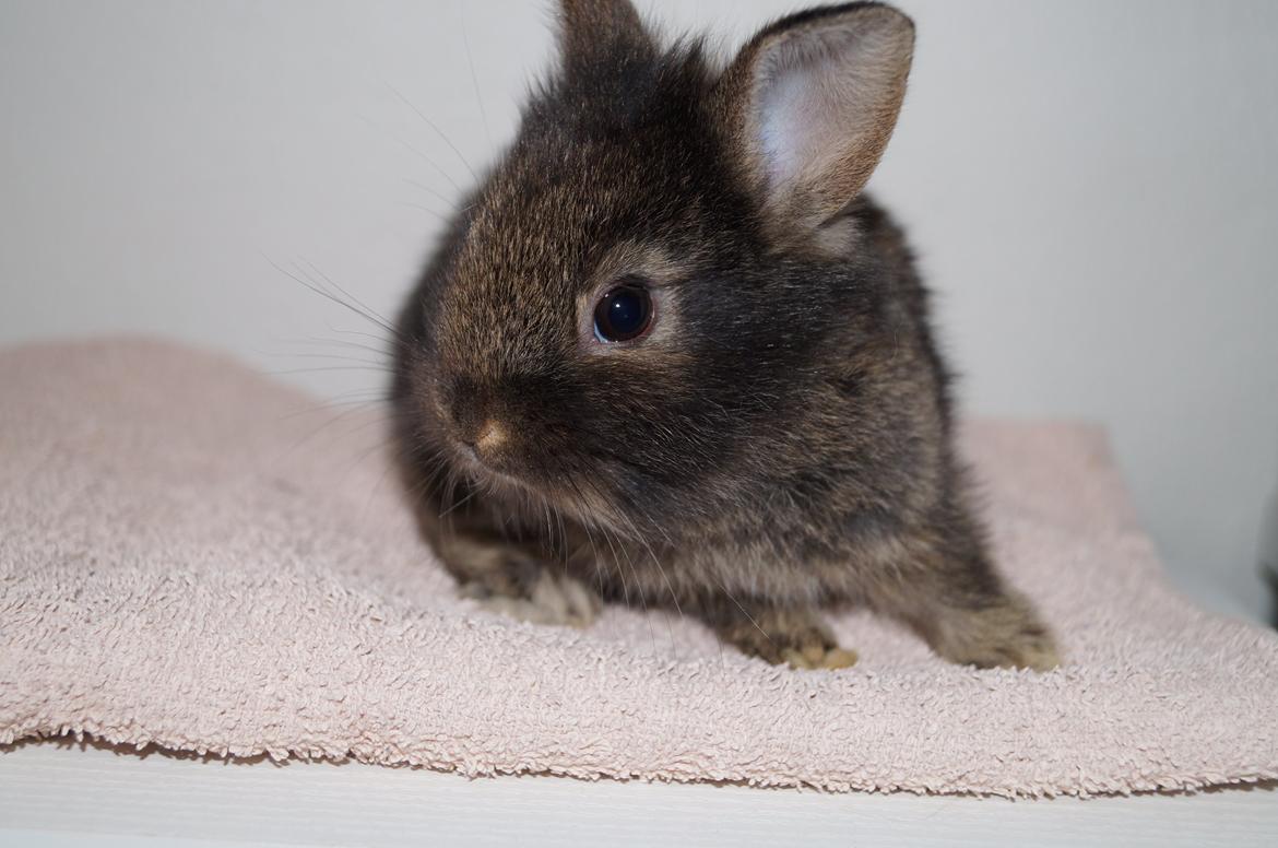 Kanin Picnic's Zombie billede 12