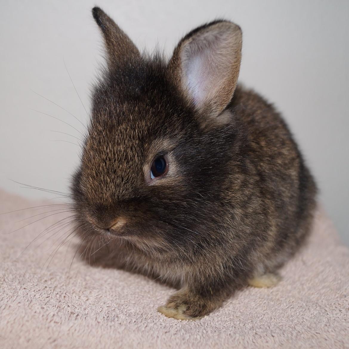 Kanin Picnic's Zombie billede 13