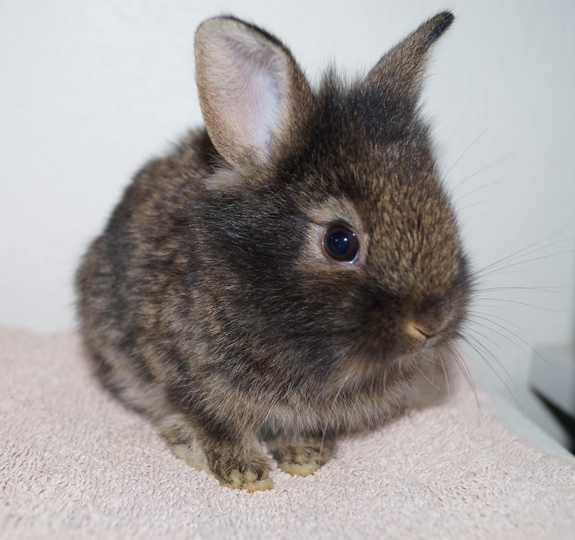 Kanin Picnic's Zombie billede 14