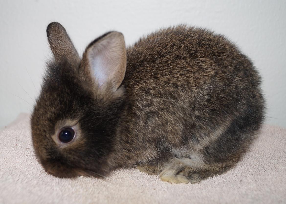 Kanin Picnic's Zombie billede 15