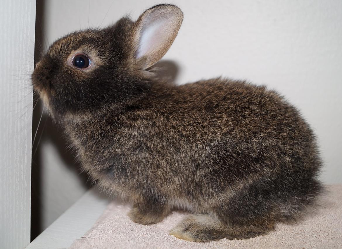 Kanin Picnic's Zombie billede 16