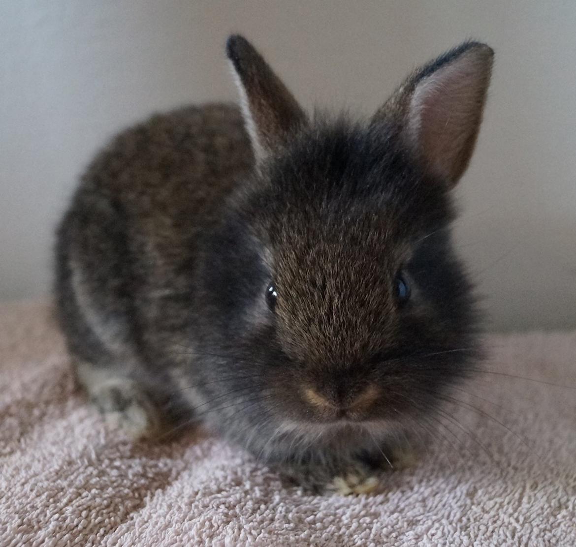 Kanin Picnic's Zombie billede 17