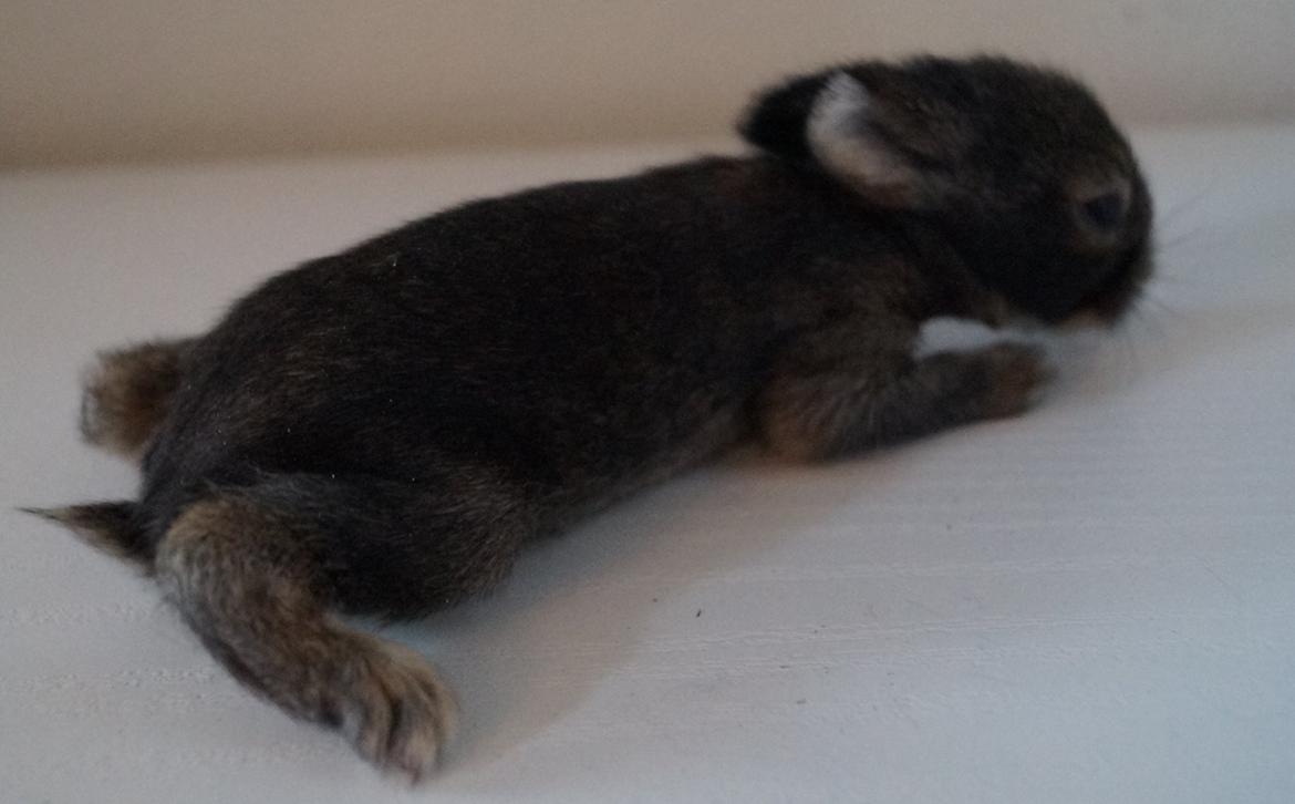 Kanin Picnic's Zombie billede 18