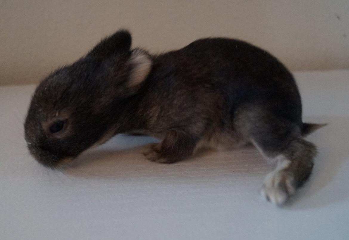 Kanin Picnic's Zombie billede 19