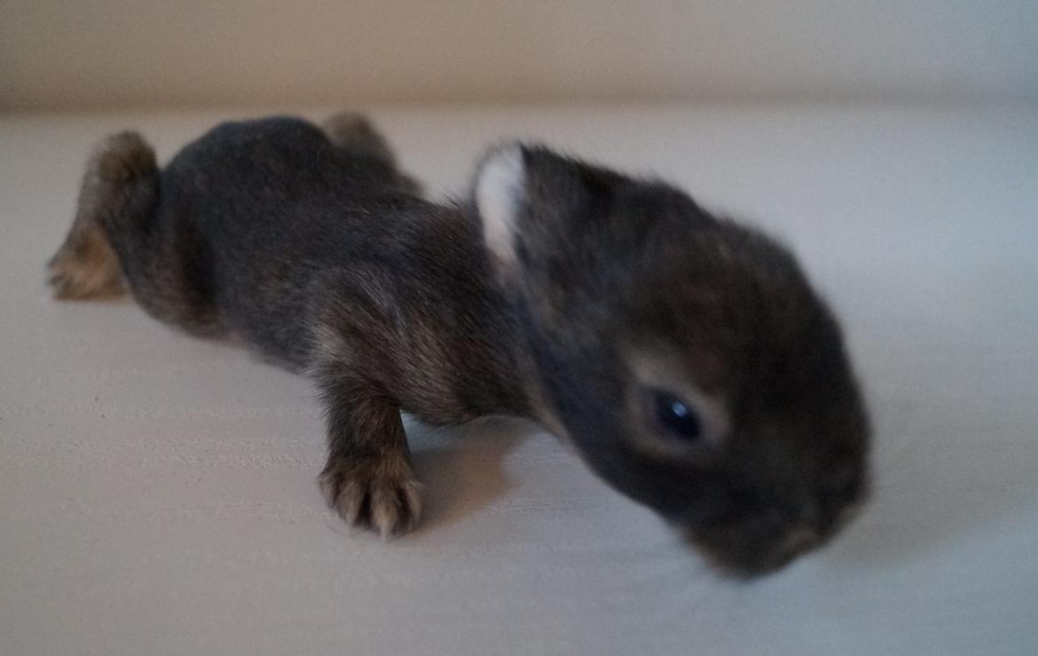 Kanin Picnic's Zombie billede 20