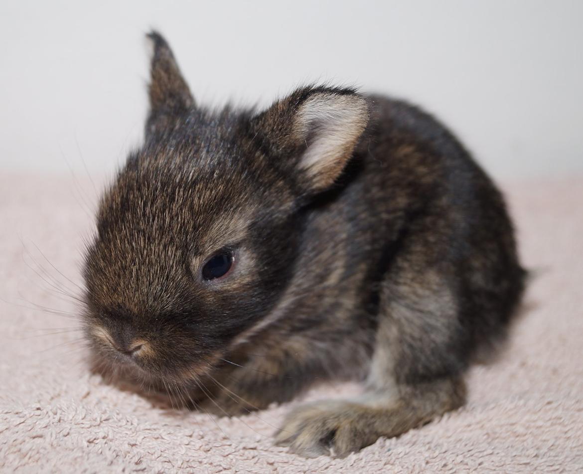 Kanin Picnic's Zombie billede 21