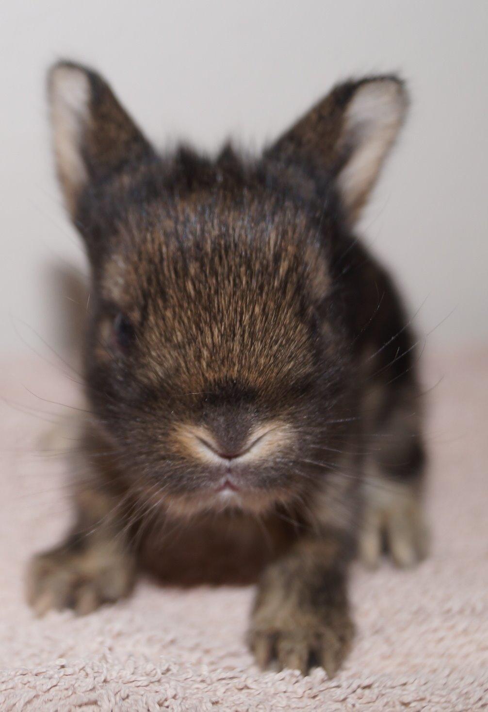 Kanin Picnic's Zombie billede 22