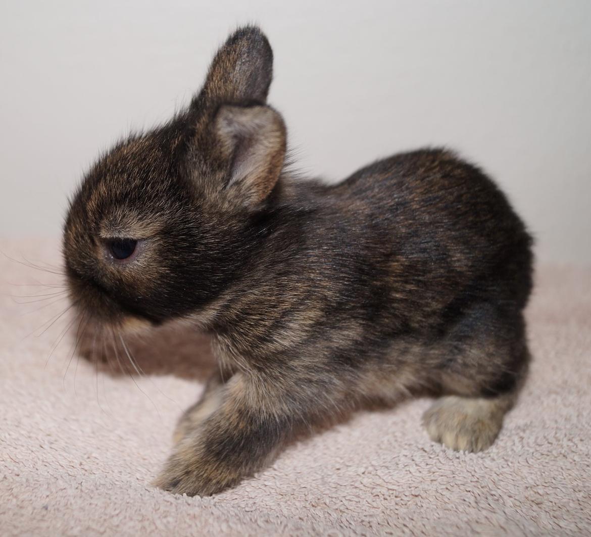 Kanin Picnic's Zombie billede 23