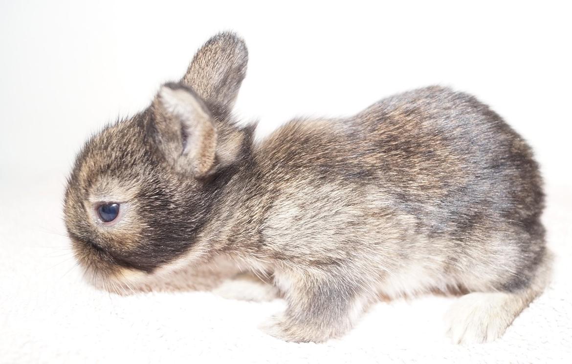 Kanin Picnic's Zombie billede 24