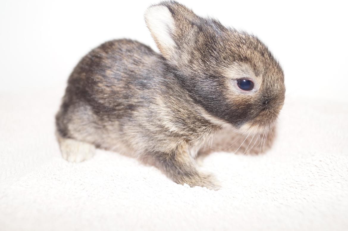 Kanin Picnic's Zombie billede 25