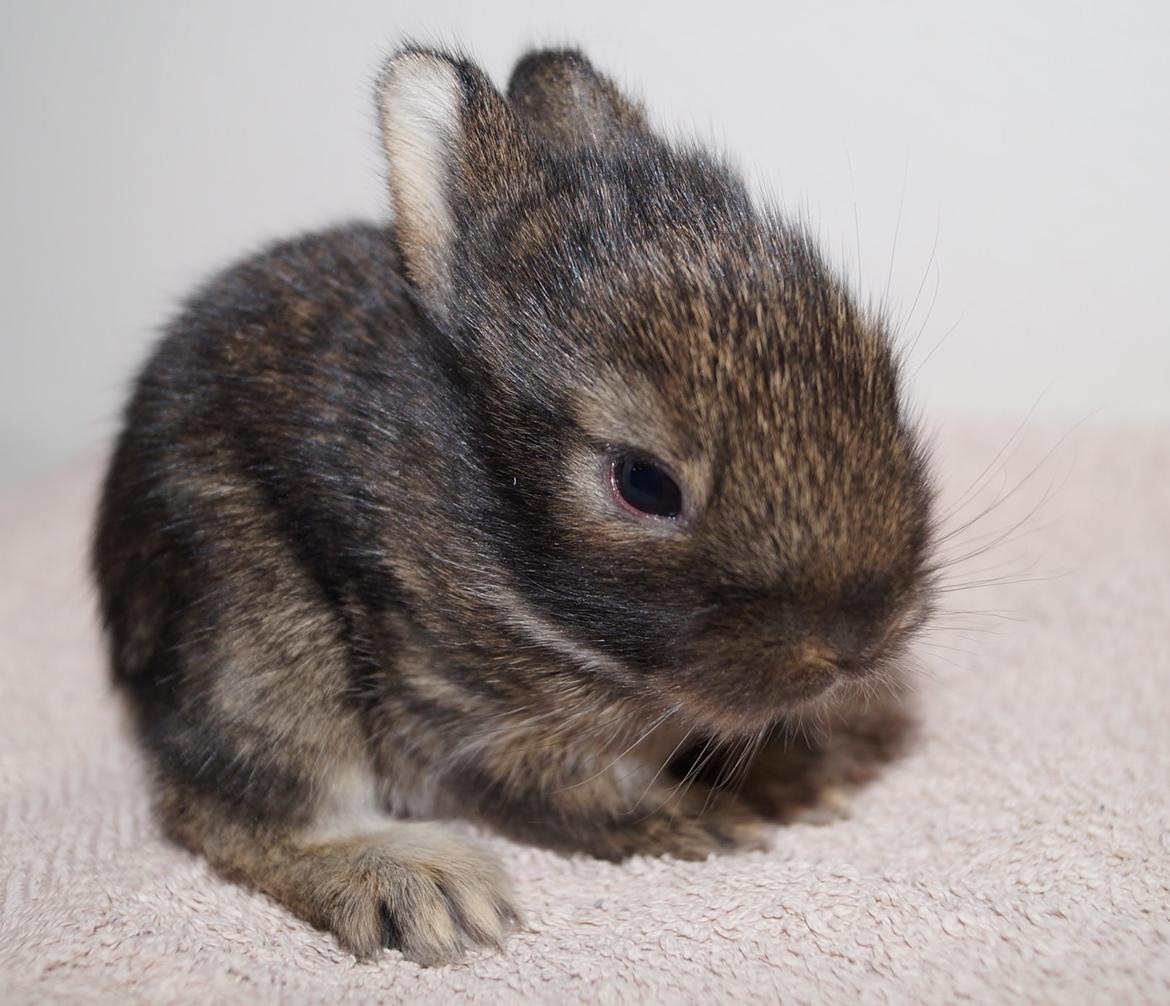 Kanin Picnic's Zombie billede 26