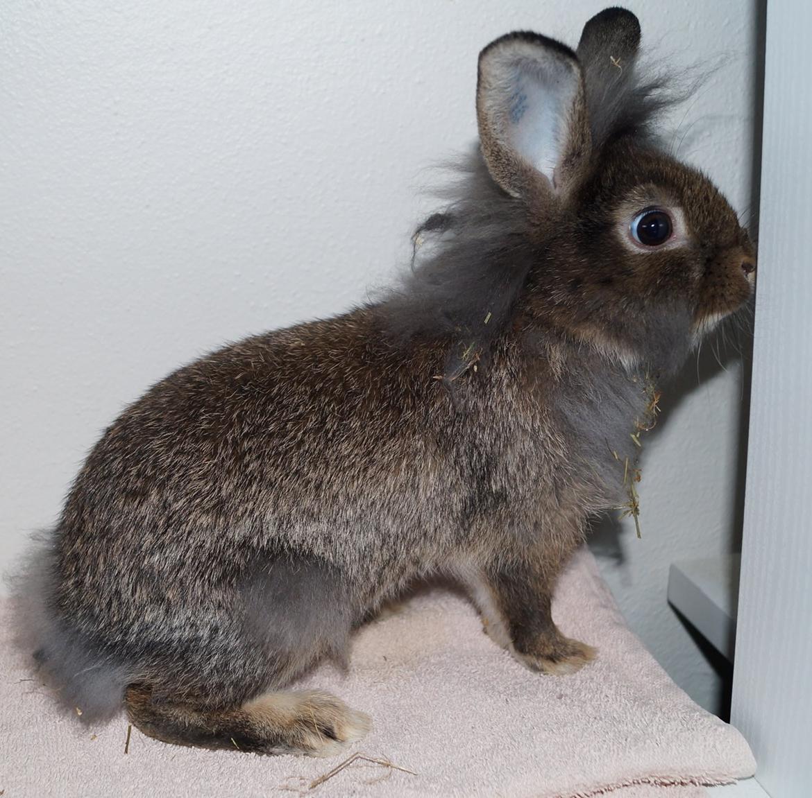 Kanin Picnic's Zombie billede 27