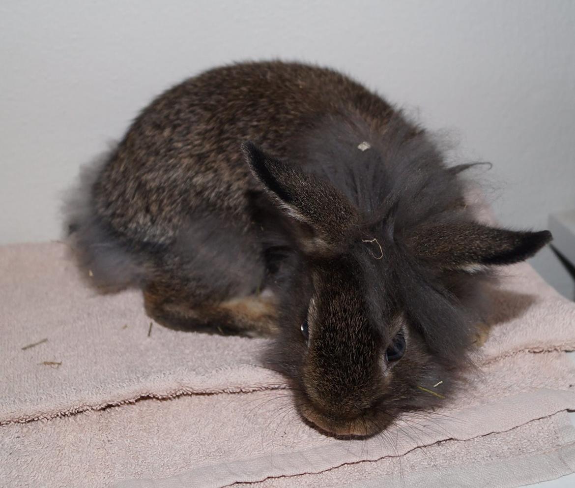 Kanin Picnic's Zombie billede 28